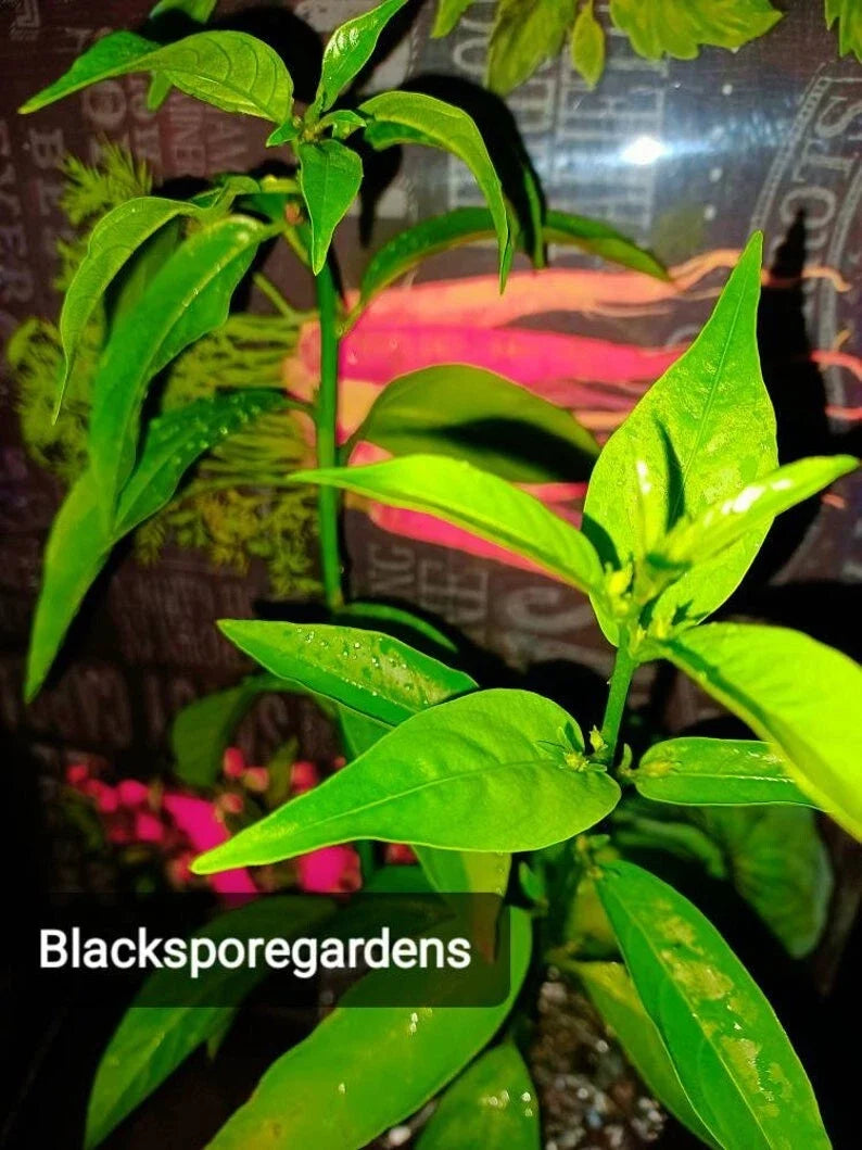 Night Blooming Jasmine Live Plant 4-13 Inch Fully Rooted Container Cestrum nocturnum, Fragrant Indoor/Outdoor Flowering Plant