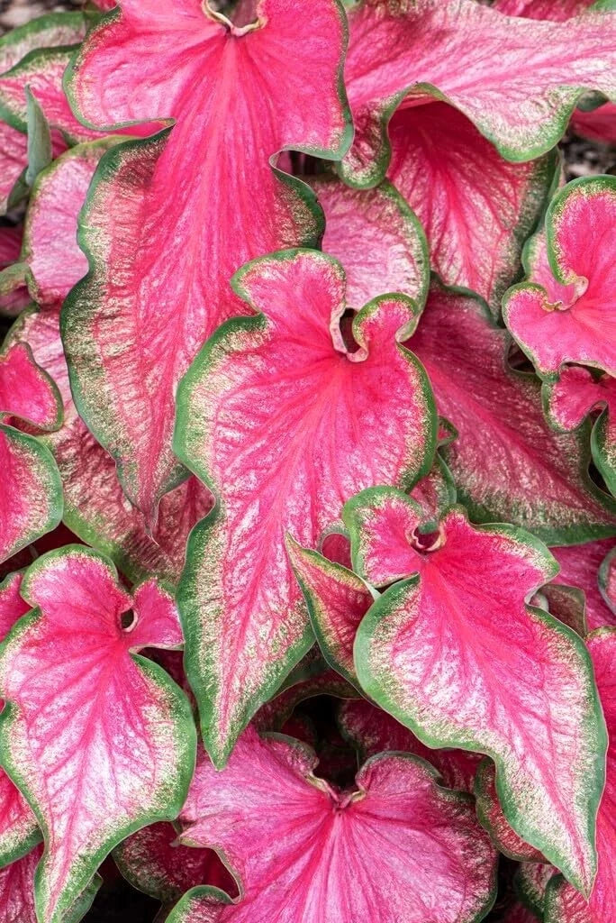Lava Glow Caladium Bulbs - Fancy Variegated Foliage, Caladium bicolor, Perennial Garden Planting, Tropical Color Accent