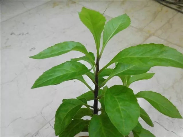 Longevity Spinach Starter Plant - Nutritious Green Leaves - Gynura Procumbens - Local Pickup Only