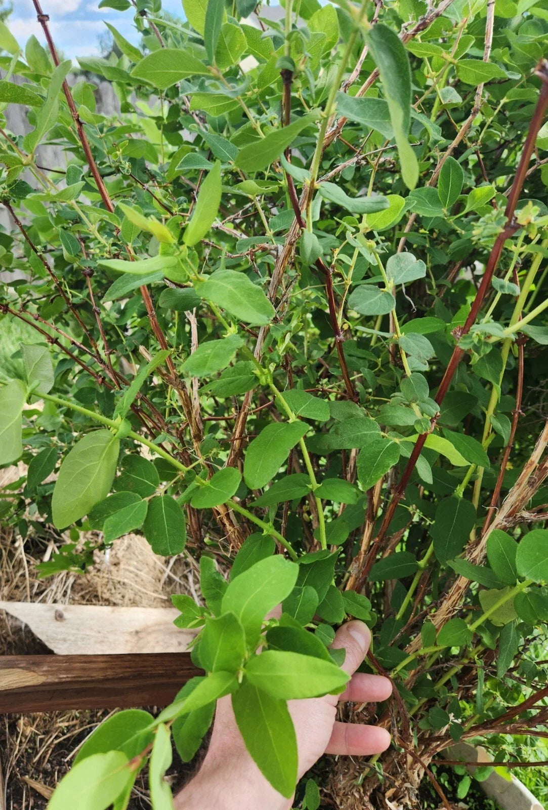 Honeyberry Cuttings 8 pcs Berry Blue Lonicera caerulea Leaves Starting to Grow