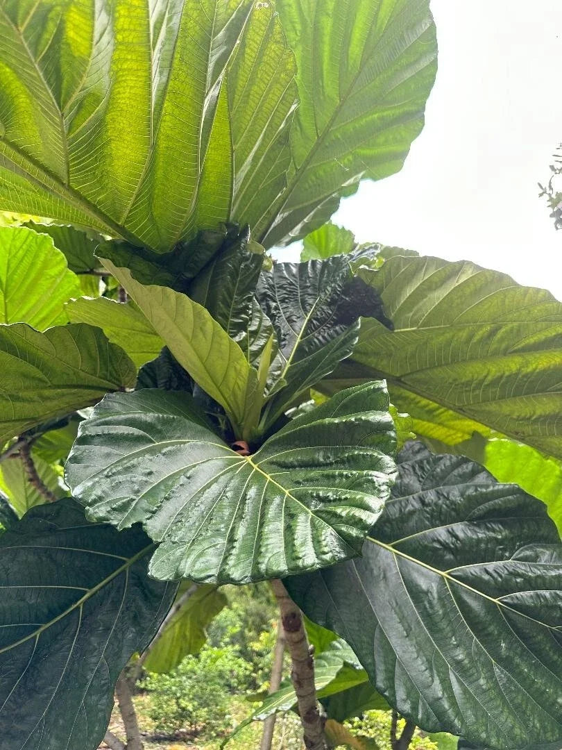 Rare Ficus Dammaropsis Cuttings - 2 Fresh Exotic Indoor Plant Cuttings - Highland Fig - Ficus dammaropsis