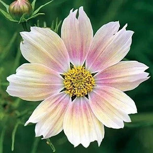 Cosmos Seeds - 1,000 Seeds - Apricot Lemonade - Cosmos bipinnatus - Colorful Annual Flower for Garden and Pollinators