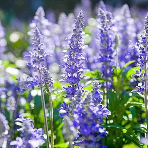 Hyssop Seeds Packet | Heirloom Non-GMO | Blue-Purple Flowers | Hyssopus officinalis | Attracts Pollinators