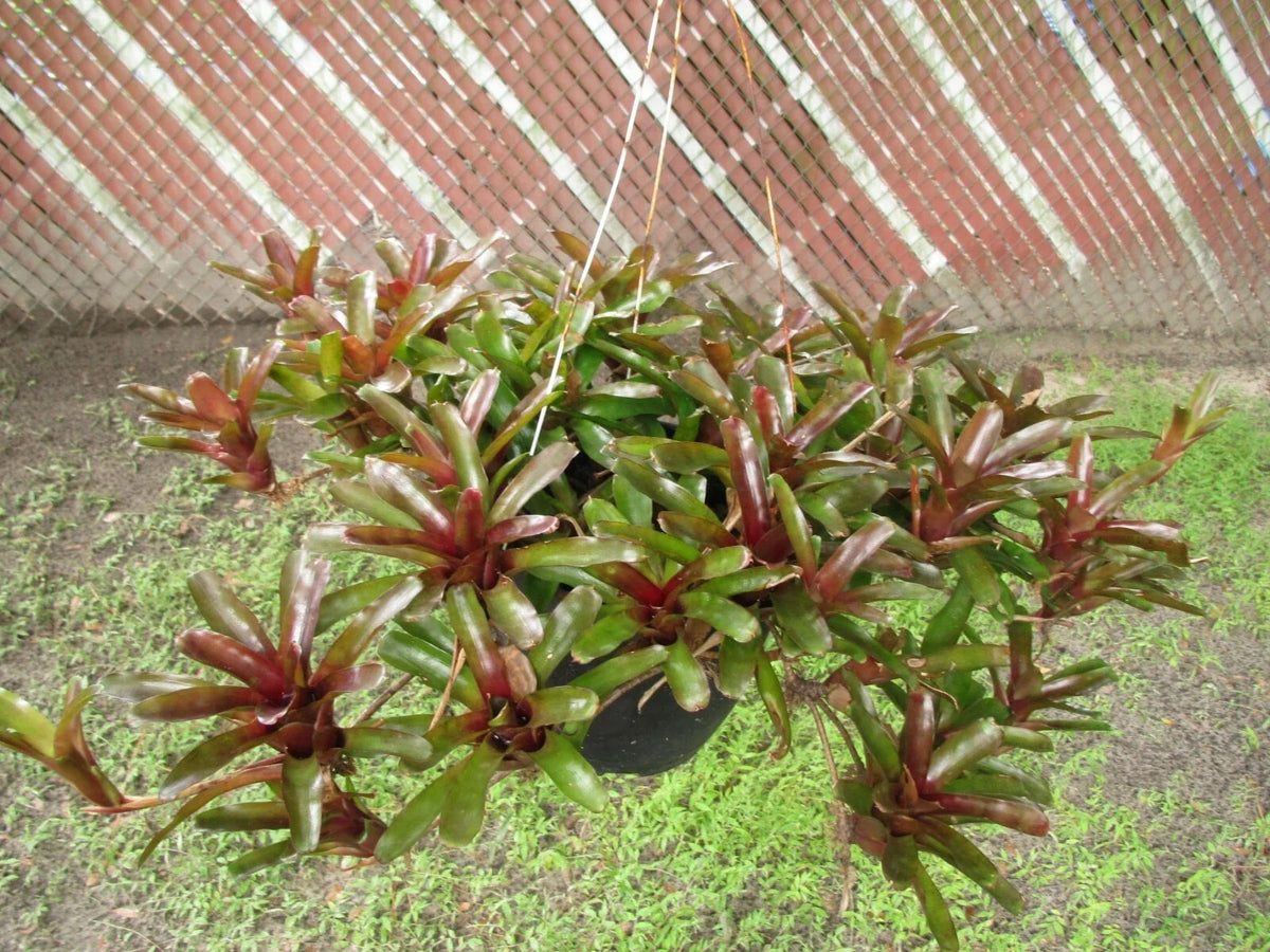 Branching Neoregelia Bromeliad Pack of 3 - Green and Dark Red Foliage - Neoregelia spp. - Indoor/Outdoor Live Plants