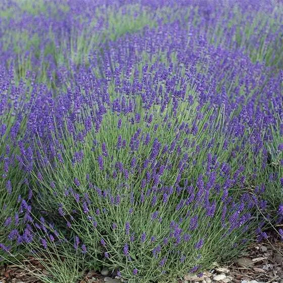 Lavender Seeds 500 Count True English Vera Non-GMO Perennial Fragrant Flowers Lavandula angustifolia