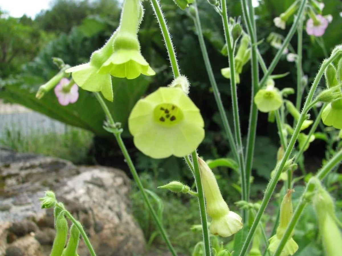 Organic Lemon Tree Tobacco Seeds - 100+ Pack - Heirloom Nicotiana L. - Aromatic Leaves for Garden or Containers