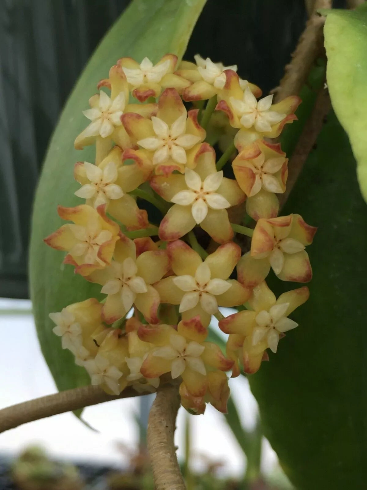 Rare Hoya Crassicaulis Plant in 3" Pot - Unique Indoor Vining Houseplant, Easy Care, Low Maintenance - Hoya crassicaulis