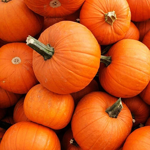 New England Pie Pumpkin Seeds | Heirloom Non-GMO | Cucurbita pepo | 20 Seeds for Baking & Fall Decor