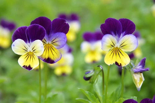 Viola Johnny Jump Up Seeds - Colorful Perennial Flowering Plant - Viola tricolor var. hortensis - Purple, Yellow, White Blooms