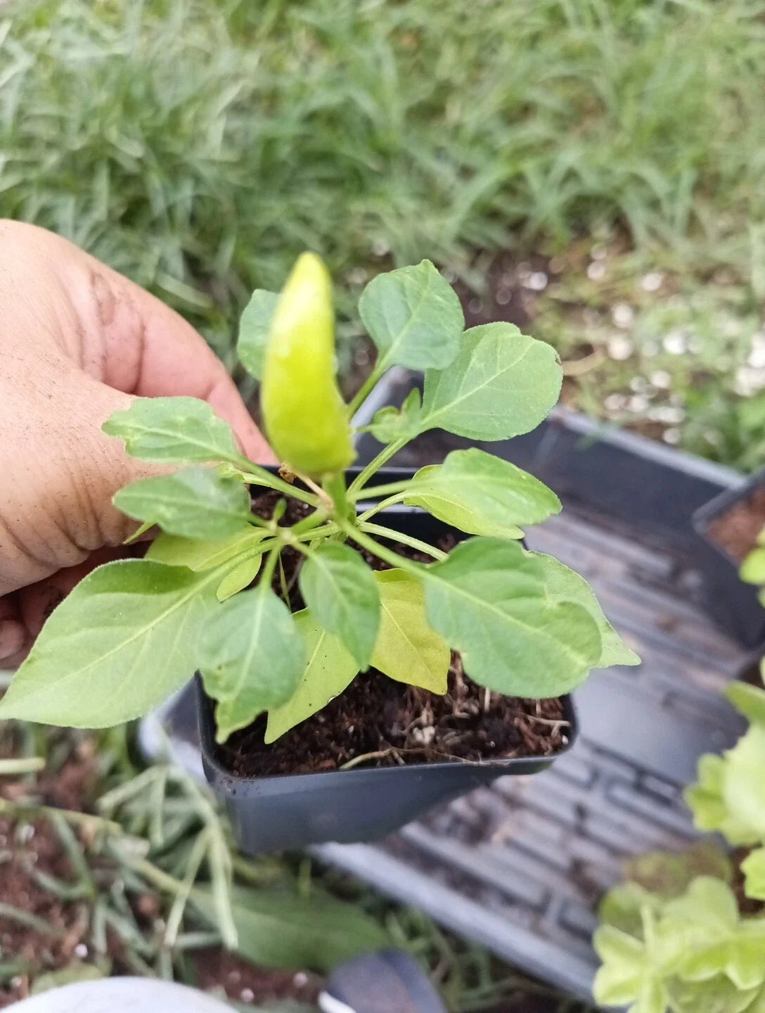 Live Pepper Plant - 30-45 Days Old - Super Chile Chiltepin - Capsicum annuum - Compact Bushy Variety for Home Garden
