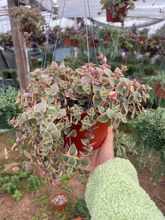 Crassula Marginalis Rubra 'Variegata' Cuttings - 3 Healthy Calico Kitten Succulent Pieces for Propagation and Gardening