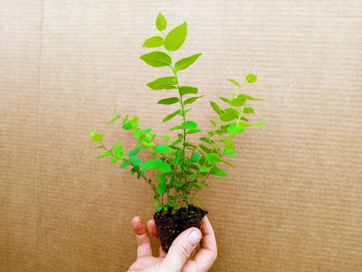 Blueberry Starter Plants 2 Pack, REKA Variety, Pesticide Free, Vaccinium corymbosum, High-Quality Berries, Zones 4-7