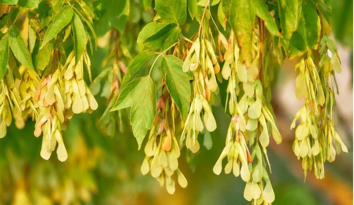 Live BoxElder Maple Tree Plant - Well-Rooted Sapling - Acer negundo - Fast-Growing Shade Tree for Gardens and Landscapes