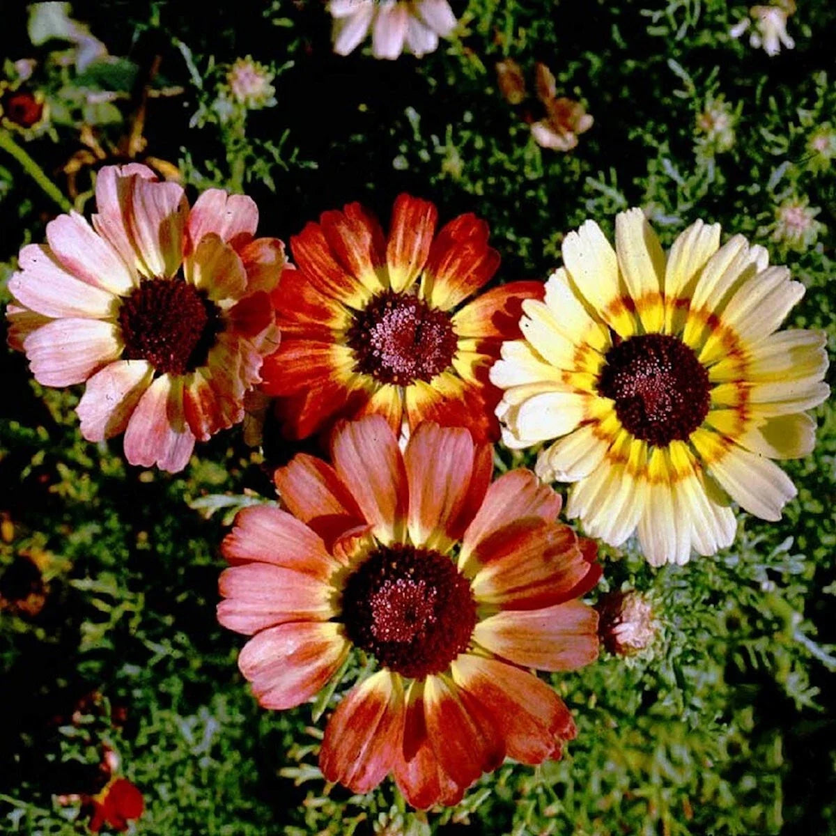Painted Daisy Wildflower Seeds 1/4 lb Mylar Packet Leucanthemum superbum Non-GMO Garden Pollinator Flowers