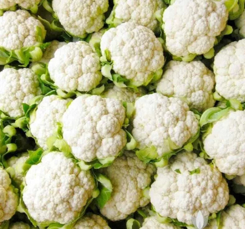Cauliflower Seeds 300+ Non-GMO Snowball Y Improved Brassica oleracea for Vegetable Gardens - USA Free Shipping