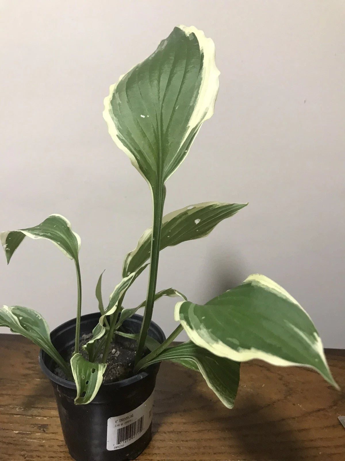 Hostas Starter Plants 4" Pot Live Well-Rooted Hosta spp. - Lush Foliage for Shade Gardens, Low Maintenance Ground Cover