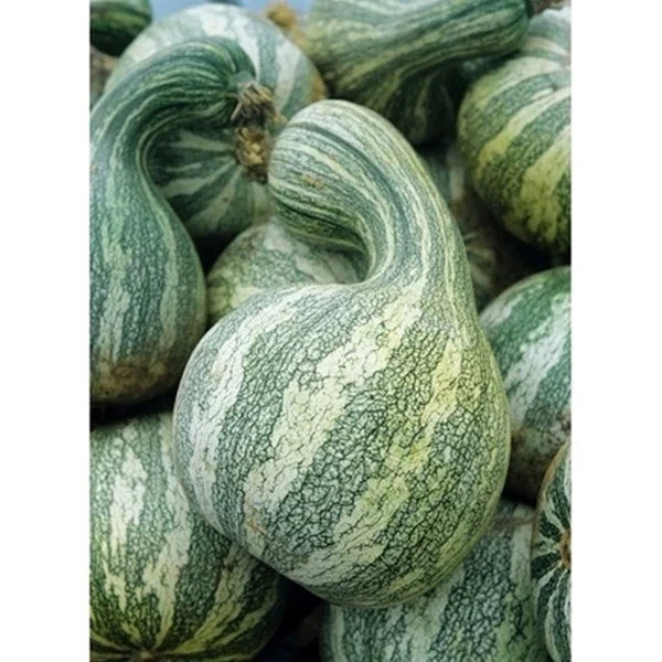 Cushaw Mixture Seeds | Fresh Heirloom Squash & Pumpkin | Cucurbita mixta | High Germination Rate