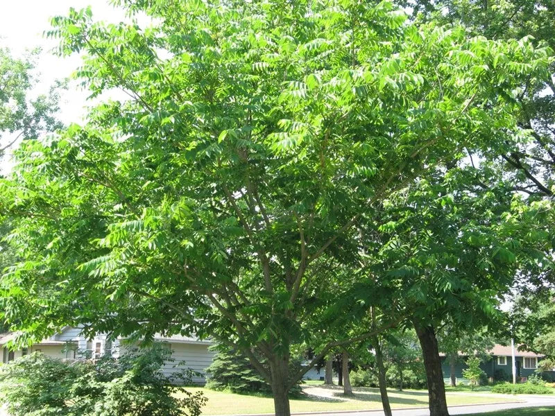 Mixed Hickory Starter Tree 8-12 Inches - Bitternut, Shellbark, Black, Pignut - Carya spp. - Freshly Dug for Optimal Growth