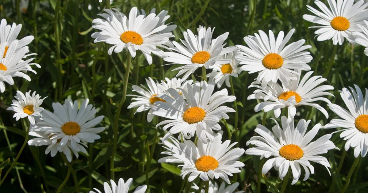 Roman Chamomile Seeds - 1000+ Bulk Medicinal Herb Groundcover - Chamaemelum nobile - Fragrant Perennial Garden Plant