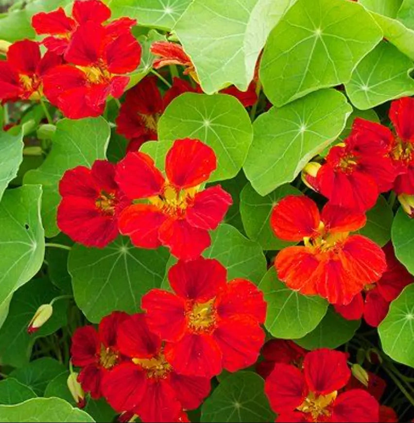Nasturtium Seeds 20 Pack Indian Chief Climbing Vine Tropaeolum majus Fragrant Non-GMO Attracts Hummingbirds Edible Flowers