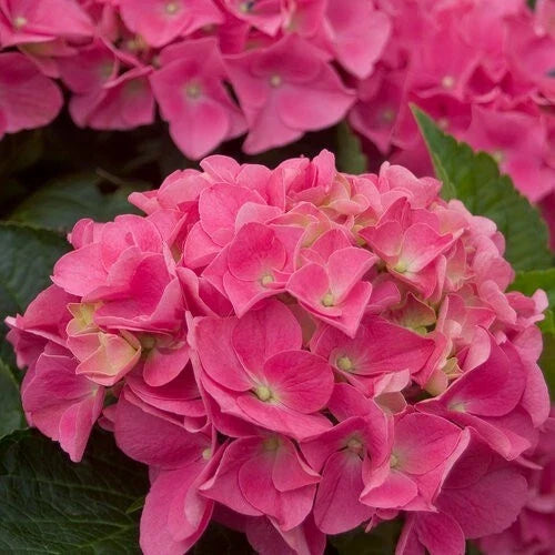Vienna Pink Hydrangea Seeds - 5 Perennial Flower Seeds - Hardy Shrub - Hydrangea macrophylla - Pink Blooms for Garden