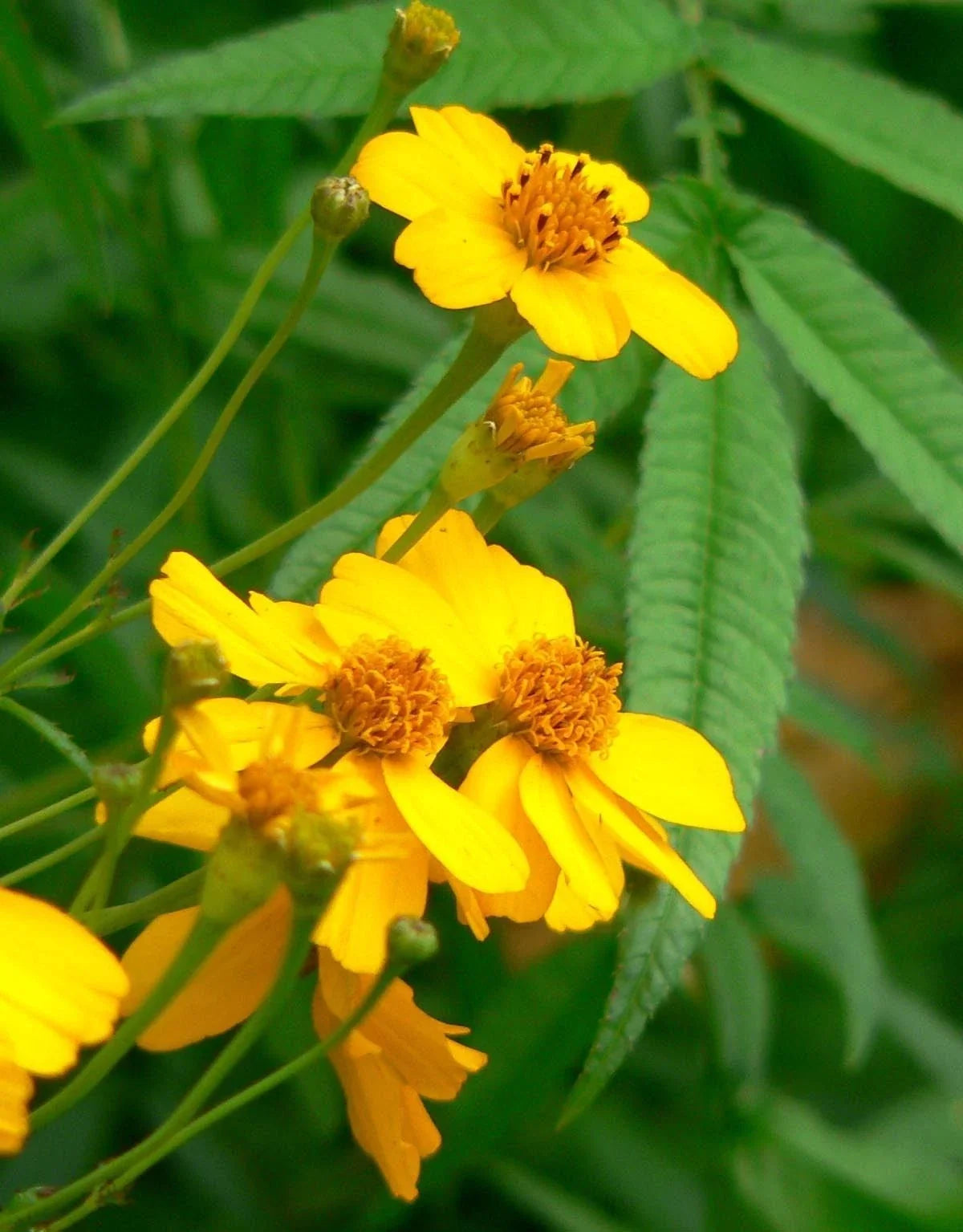 Marigold Seeds 75 Count - Mexican Mint Herb - Tagetes lucida - Non-GMO Culinary & Ornamental Planting - GroCo USA