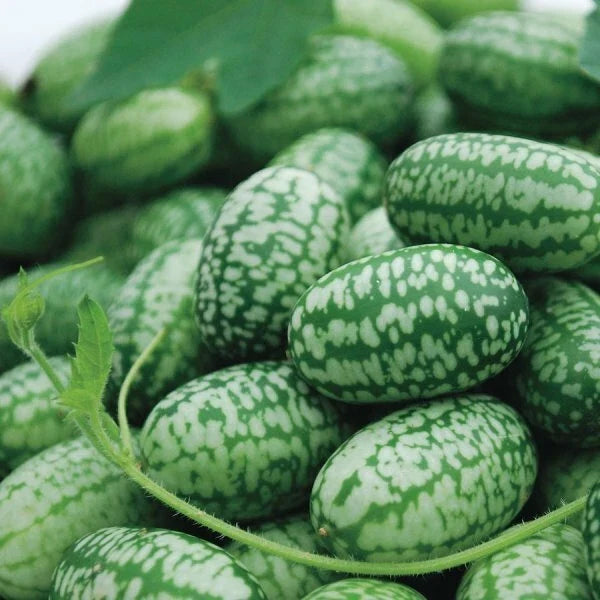 Mexican Sour Gherkin Cucumber Seeds - Non-GMO Cucamelon - Melothria scabra - Perfect for Containers and Small Gardens