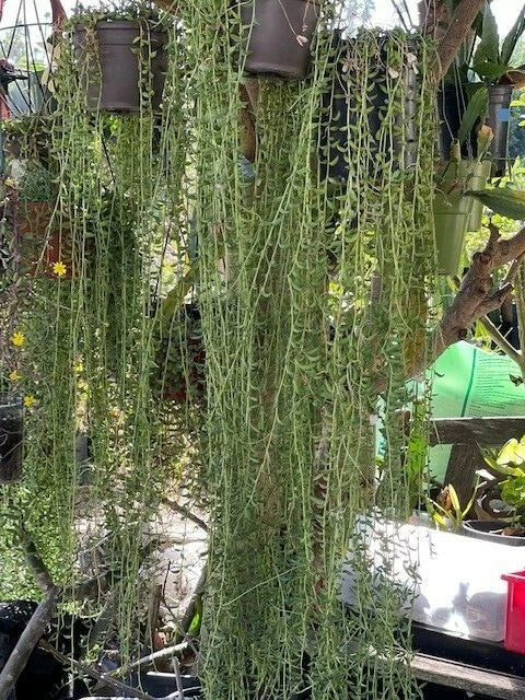 String of Bananas Cuttings 20 Pieces 8" Long Senecio Radicans Succulent Plant for Easy Propagation and Indoor Gardening