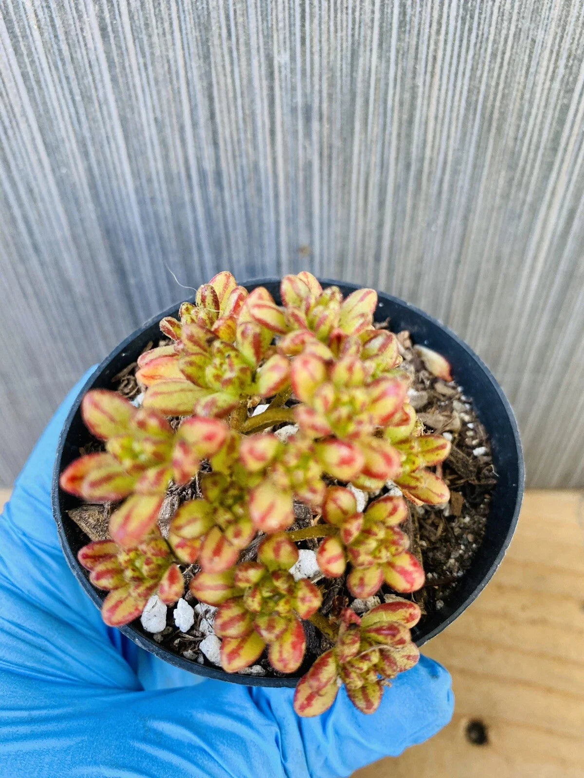 Dwarf Aeonium Plant - Rooted Succulent in 4-Inch Pot - Aeonium sedifolium - Ideal for Indoor & Outdoor Gardens