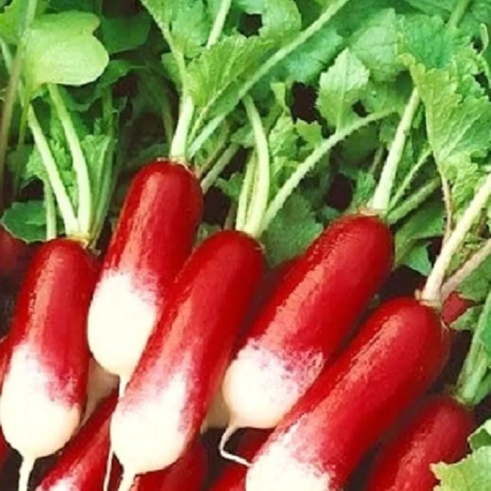 French Breakfast Radish Seeds | Heirloom Non-GMO | Raphanus sativus | Fast-Growing Vegetable Garden Seed
