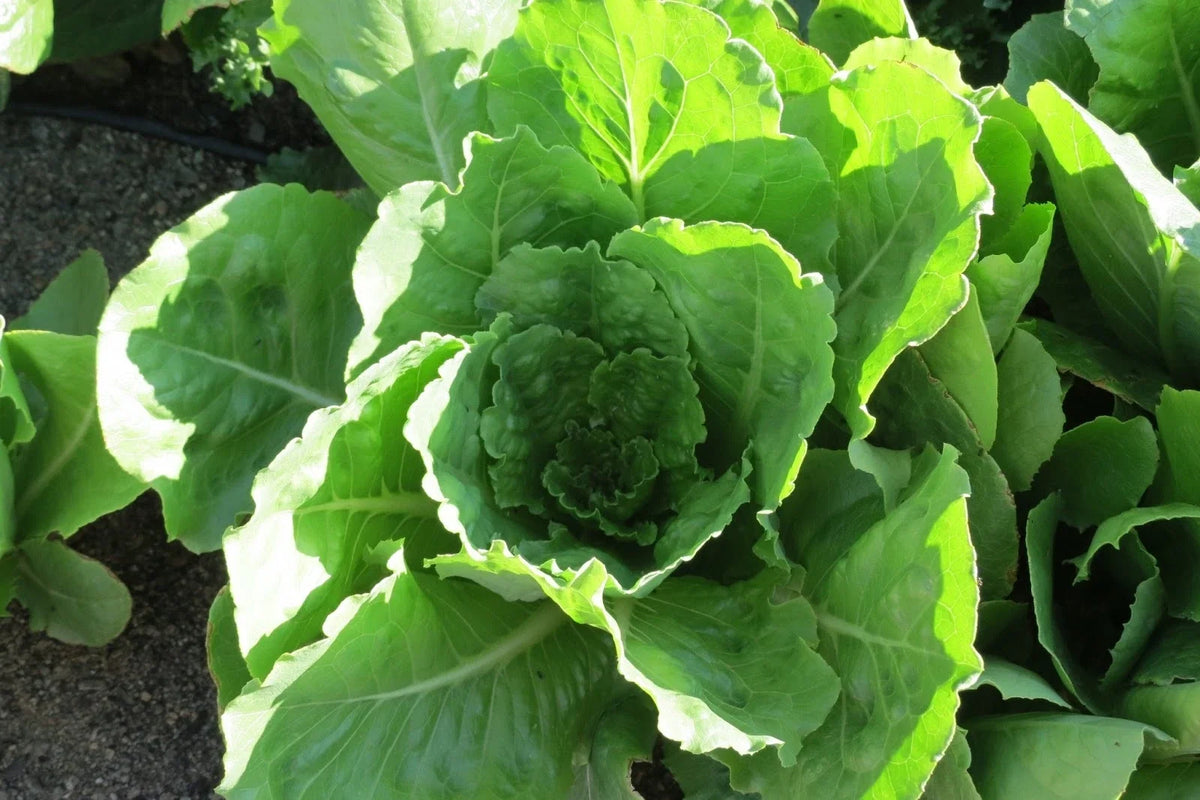 Lettuce Seeds Packet - Vivian Romaine Variety - Lactuca sativa - Non-GMO Fresh Seed for Home Gardening