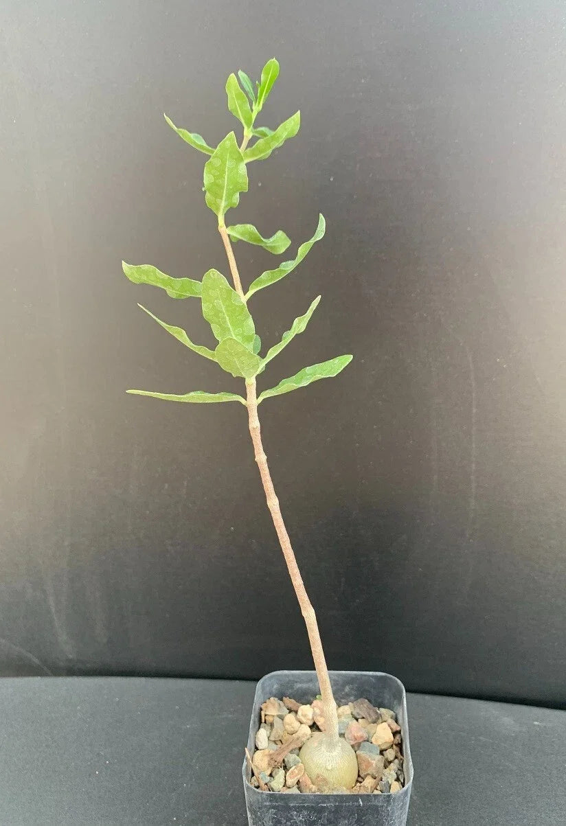 Fockea edulis Succulent 2" Pot - Rare Well-Rooted Indoor Plant with Unique Caudex - Easy Care Succulent