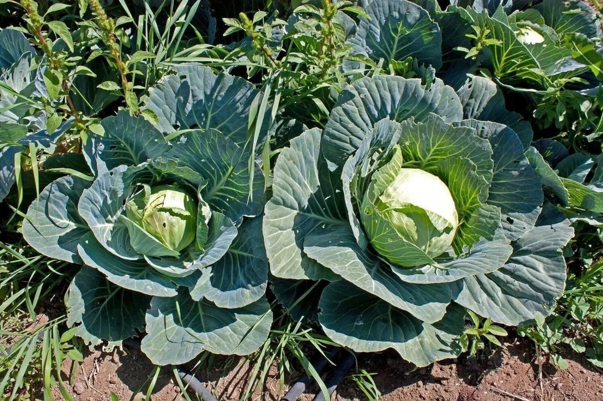 Cabbage Seeds - 100+ Heirloom Brunswick - Non-GMO Brassica oleracea - Ideal for Home Gardens and Small Farms