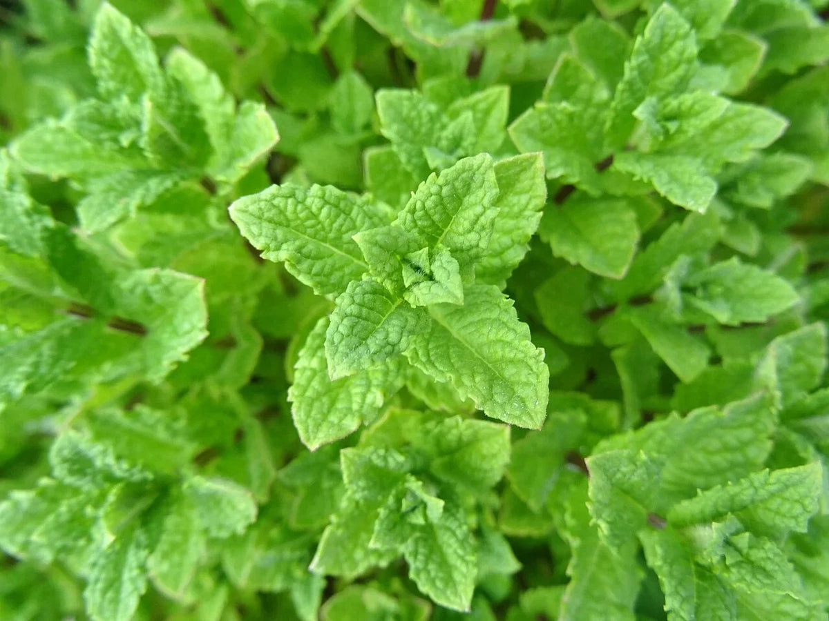Peppermint Seeds 1000 Count Non-GMO Aromatic Herb Mentha × piperita for Cooking and Gardening