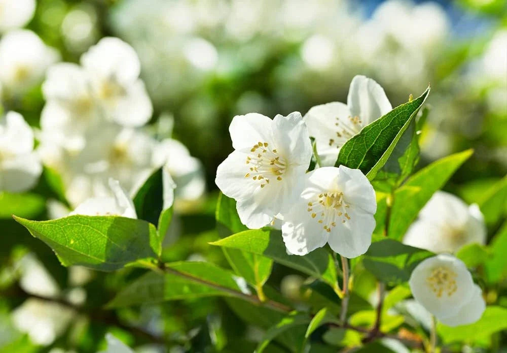 Bonsai Tree Seeds - 25 Seeds - White Jasmine - Vibrant Fragrant Flowers - Jasminum sambac