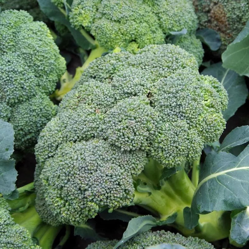 Heirloom Broccoli Seeds - 1000+ Organic Non-GMO Waltham 29 - Brassica oleracea var. italica - Fresh Vegetable Seeds for Gardening
