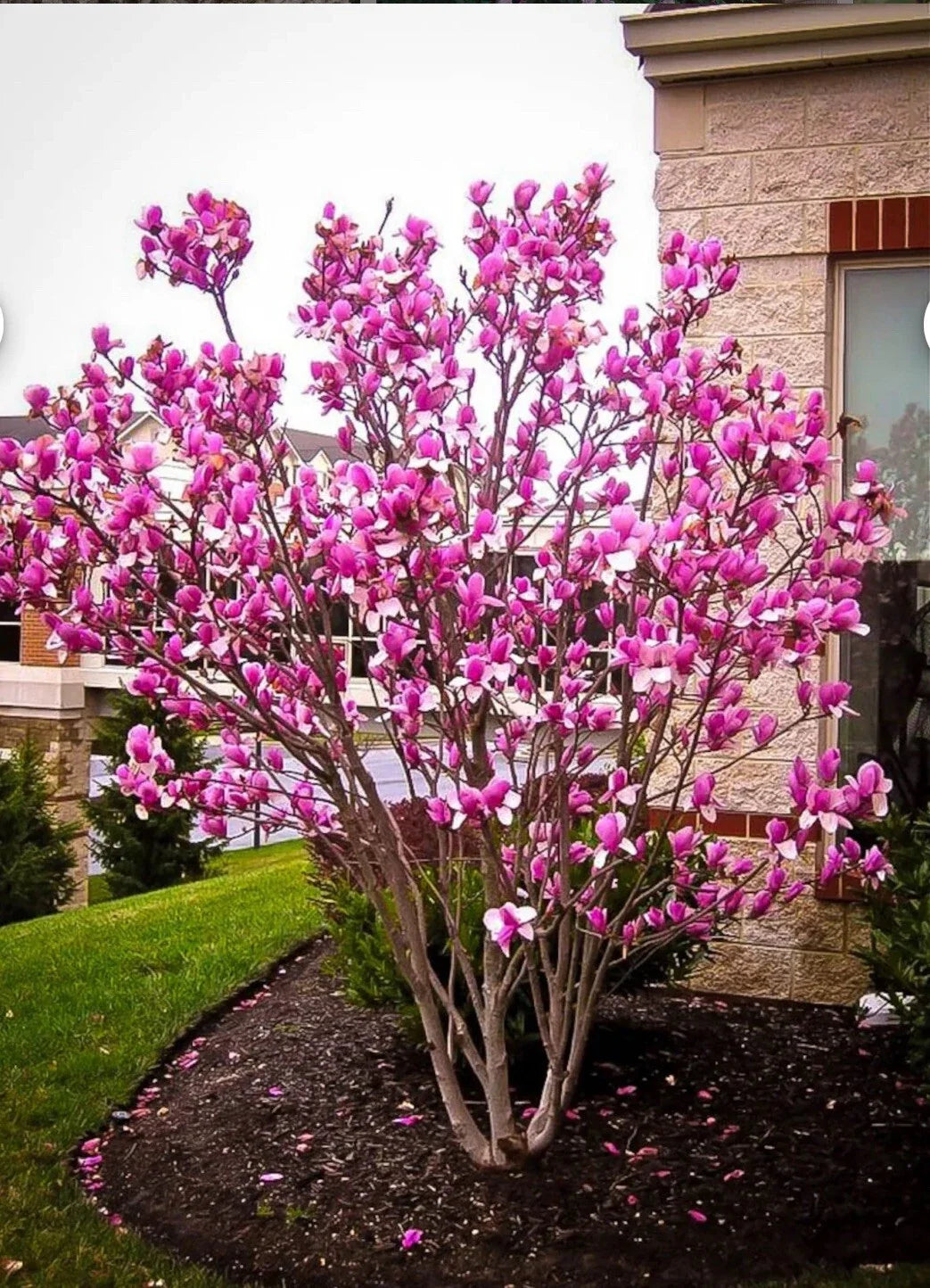 Tinkerbelle Magnolia Tree 1 Gallon Pot | Fragrant Pink & White Blooms | Magnolia x 'Tinkerbelle' | Ideal for Gardens