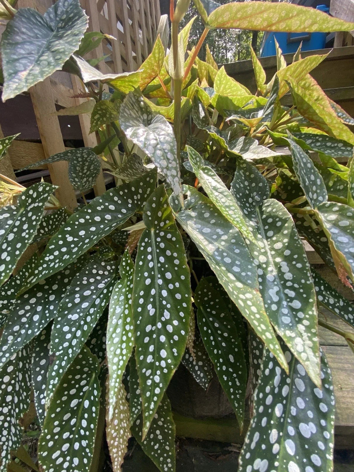 My Special Angel Begonia Live Houseplant - 4-Inch Rooted Plant - Decorative Indoor Plant - Begonia 'My Special Angel'