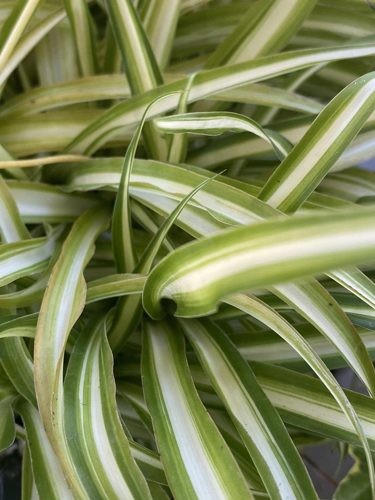 Variegated Spider Plants Set of 2 Well-Rooted Indoor Houseplants Chlorophytum comosum Green and White Foliage