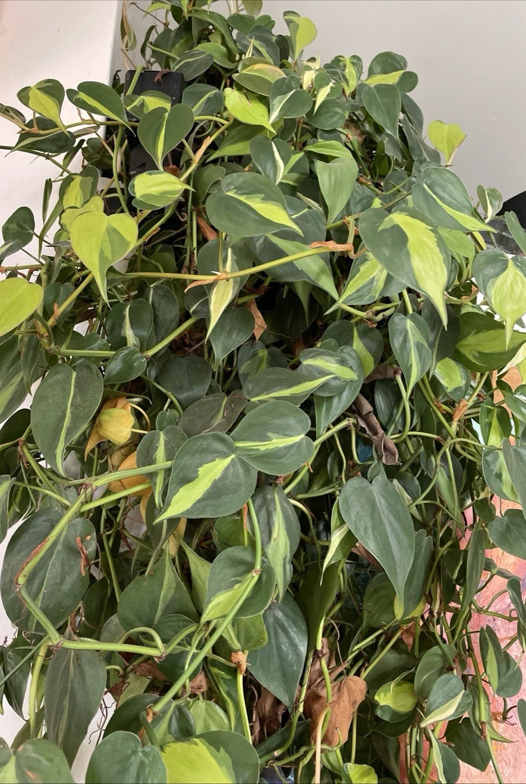 Philodendron Hederaceum 'BRASIL' Cuttings - Variegated Trailing Houseplant - 4 Cuttings for Indoor Plant Decor