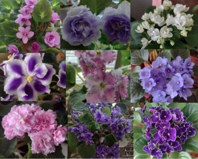 African Violet Leaf Box - 10 Varieties - Standards & Trailers - Variegated - Saintpaulia spp. - Indoor Gardening