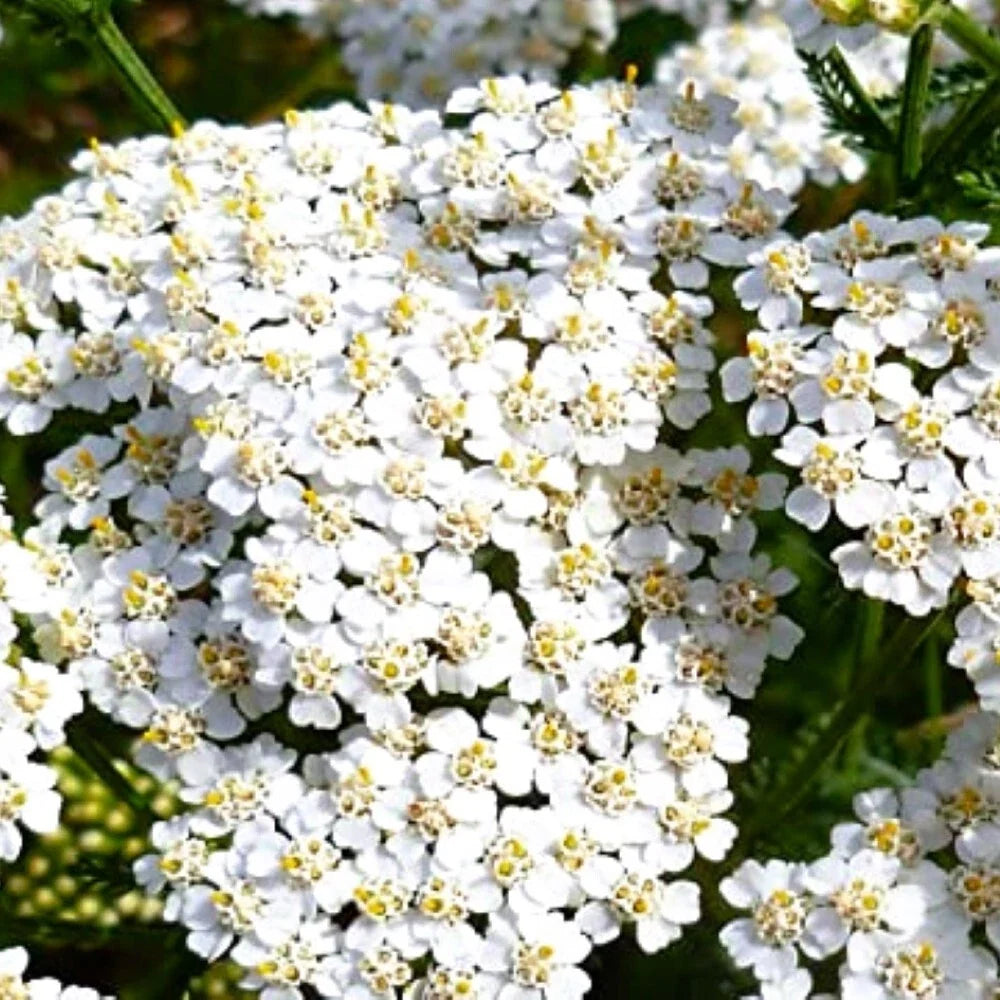 White Yarrow Seeds | Heirloom NON-GMO | Achillea millefolium | Drought-Tolerant Garden Seeds with White Flowers