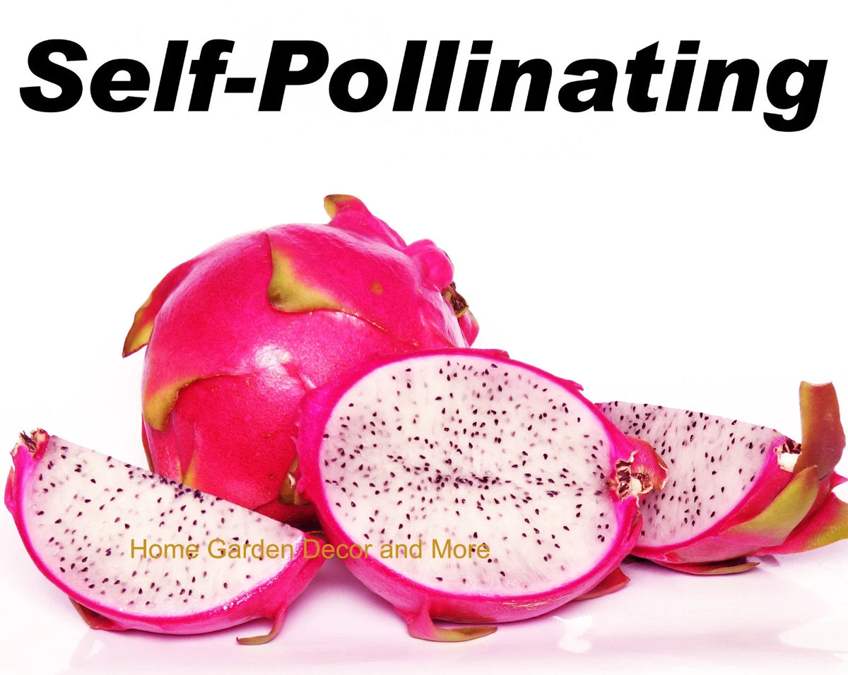 Rooted Plants 5-Pack Vietnamese Dragon Fruit White Flesh Pitaya Hylocereus undatus Self Pollinating Cactus