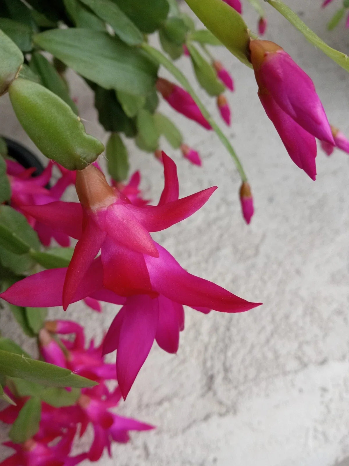 Rooted Christmas Cactus Plants - Pink Schlumbergera Zygocactus - 5 Pack - Indoor/Outdoor Ready to Plant
