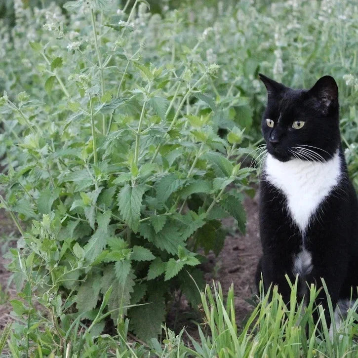 Catnip Seeds - 15 Fresh Organic Herb Seeds - Nepeta cataria - Attracts Cats & Pollinators - Free USA Shipping