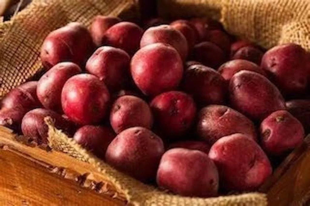 Red Pontiac Seed Potatoes - Medium Size - High Yield Variety - Solanum tuberosum - Perfect for Planting and Home Gardening