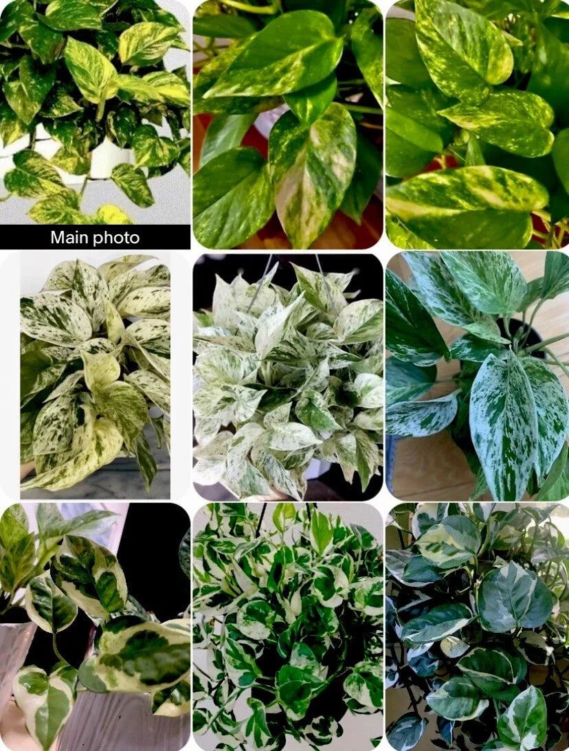 Pathos Cuttings Set - 3-Inch Pot, Marble, Golden, N'Joy Varieties, Epipremnum aureum, Easy Care Houseplants