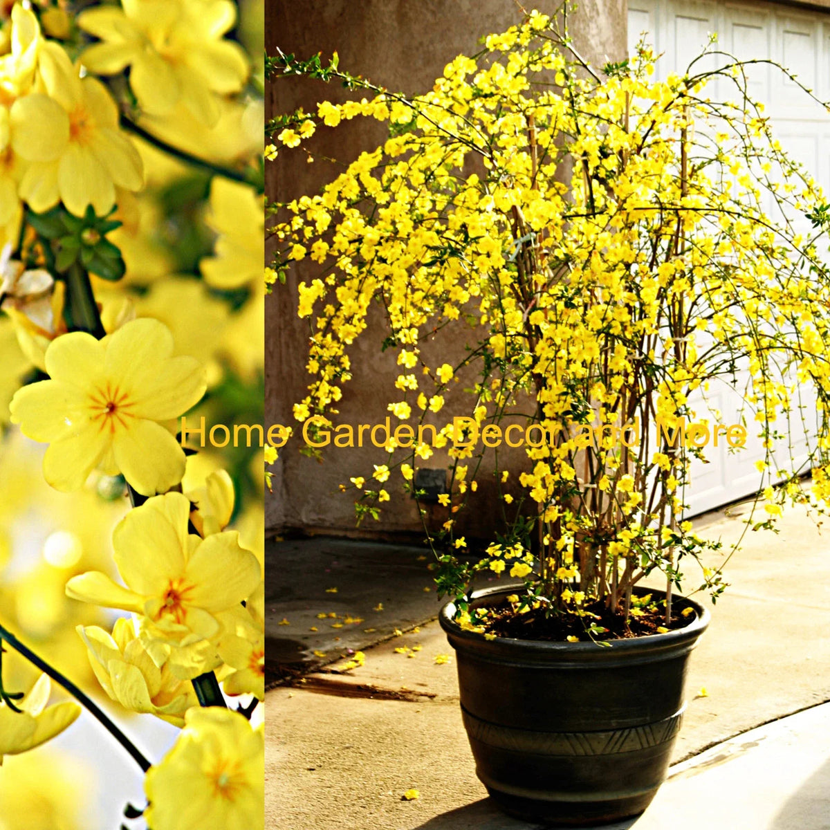Winter Jasmine Cuttings 12" Bright Yellow Flowers Jasminum nudiflorum 5 Cuttings for Gardening, Hardy Vine for Outdoor Decor