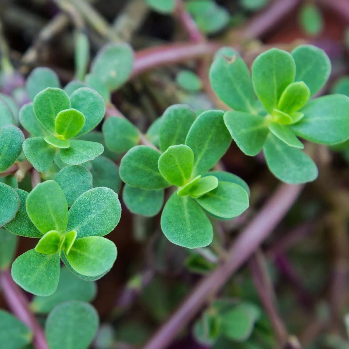 Green Purslane Seeds - 2000 Heirloom Non-GMO Organic - Portulaca oleracea - Fast-Growing Edible Greens - Free Shipping USA
