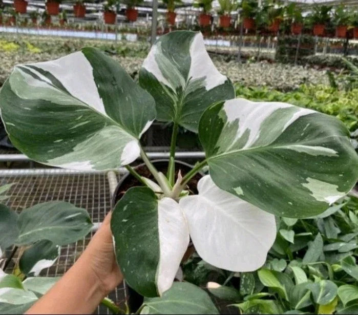 Philodendron Cutting 1 Leaf/Node White Princess Variegated Philodendron erubescens - Bonus Gift Included